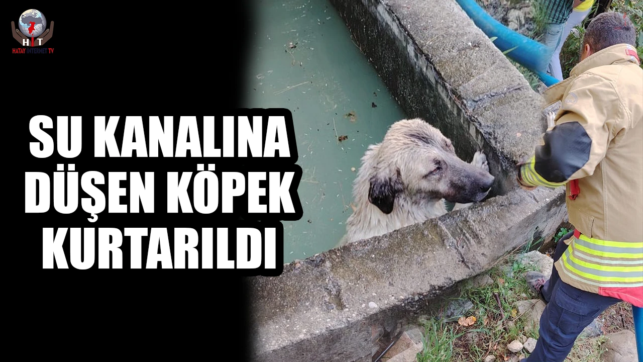 Sulama kanalına düşen köpeği itfaiye kurtardı