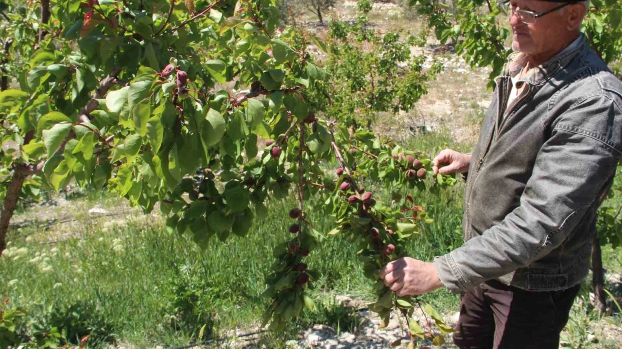 Türkiyenin sofralık kayısı üretim merkezi, zirai donu yüzde 30 hasarla atlattı