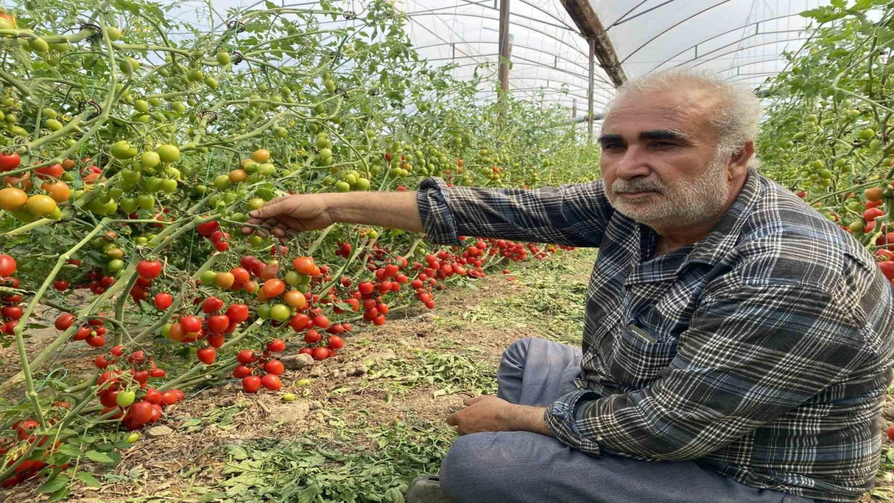 Üreticiden fiyat farkına tepki: Domates bizden 15 TLye alınıyor marketlerde 70 TLye satılıyor. Aradaki farkı kim yiyor