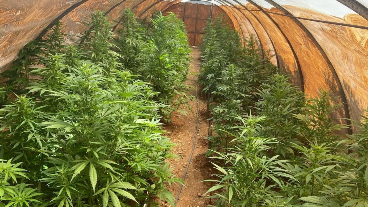 Uyuşturucu üretimi için sera kurmuş: Şüpheli yakalandı