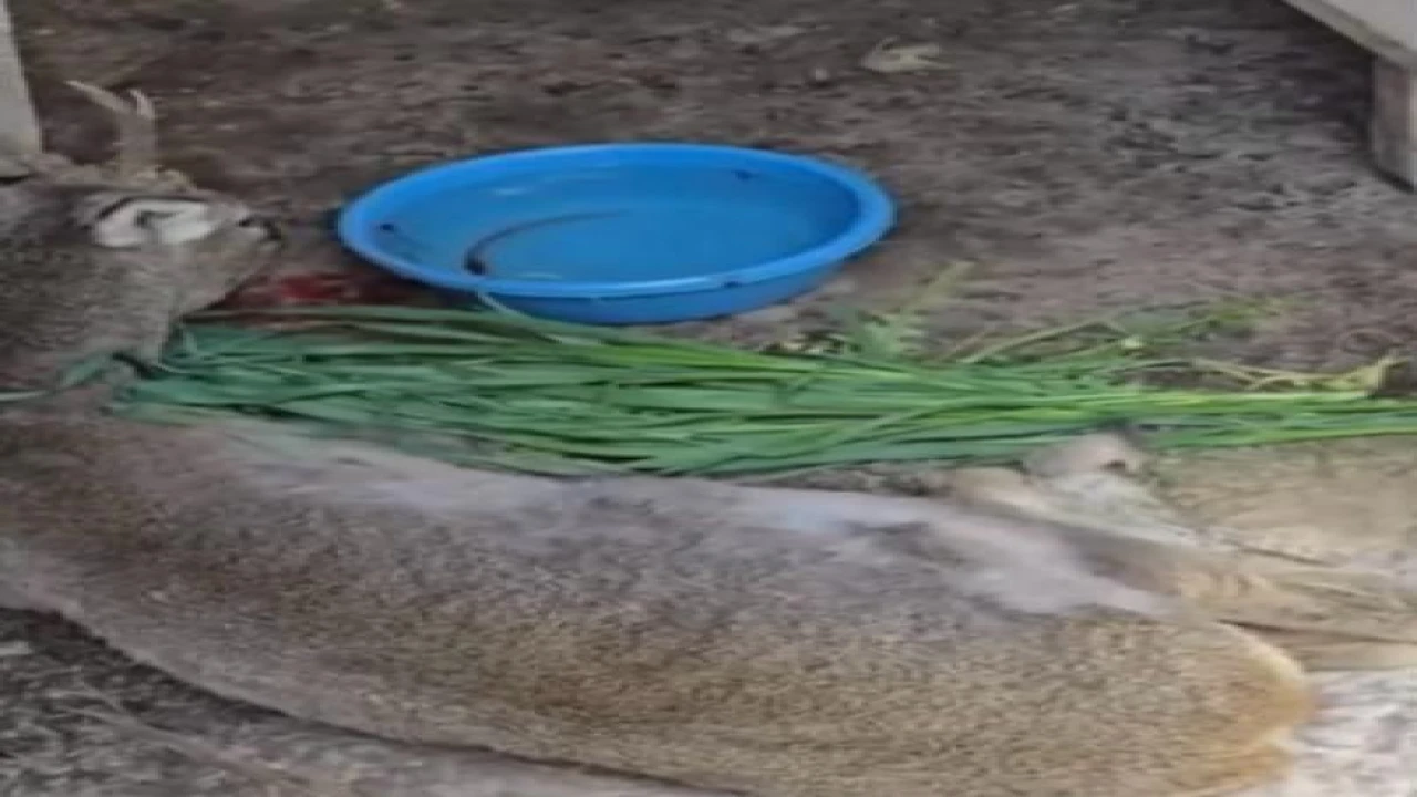 Vatandaşların bulduğu yaralı ceylan tedavi altına alındı