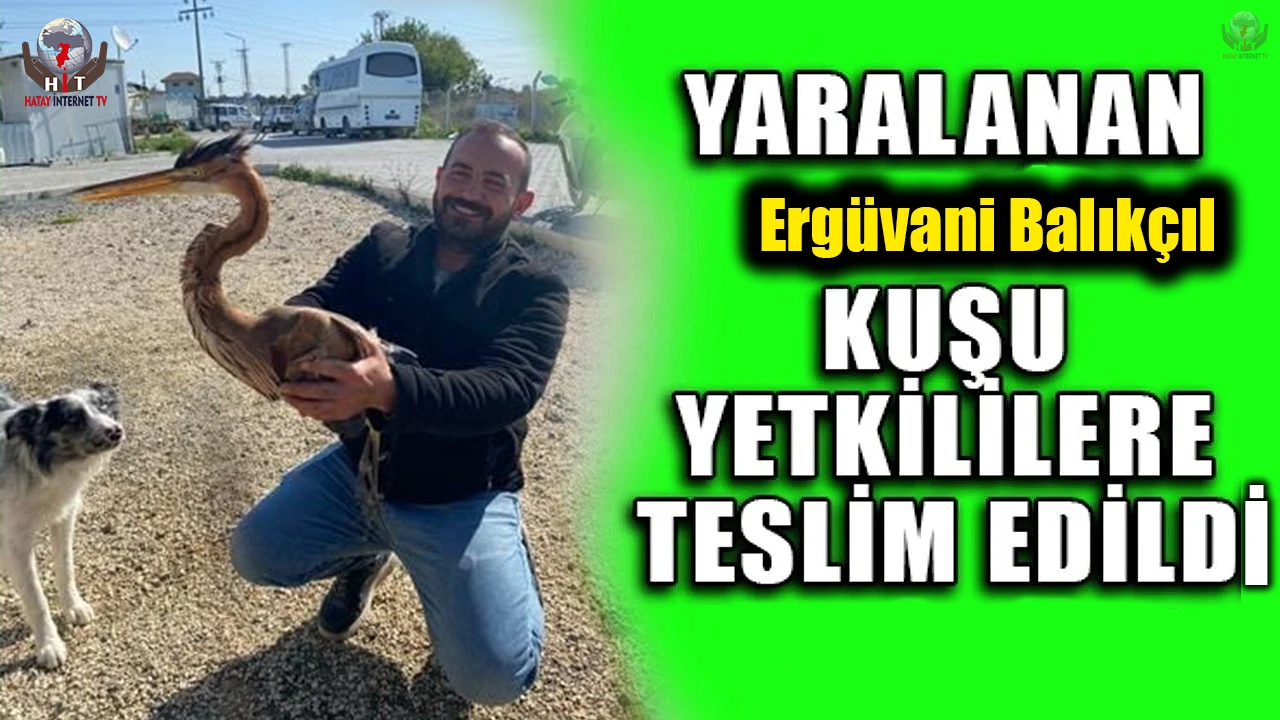 Yol kenarında bulduğu yaralı ergüvani balıkçıl kuşunu yetkililere teslim etti