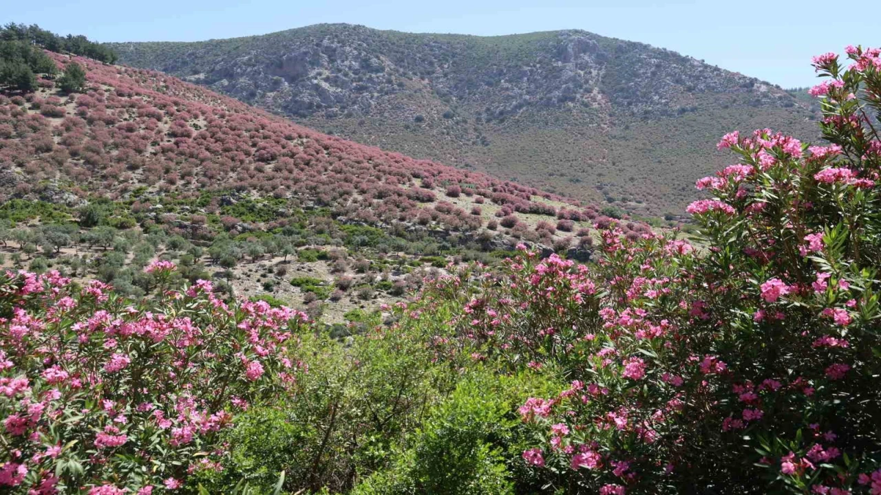 Adanada dağlar zakkumların çiçek açmasıyla pembeye boyandı