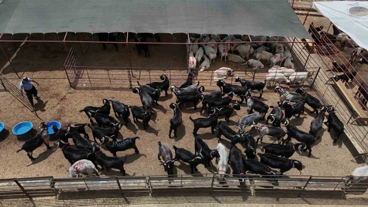 Adanada kurbanlıklar görücüye çıktı: Kilo fiyatı 280 ile 310 TL arasında