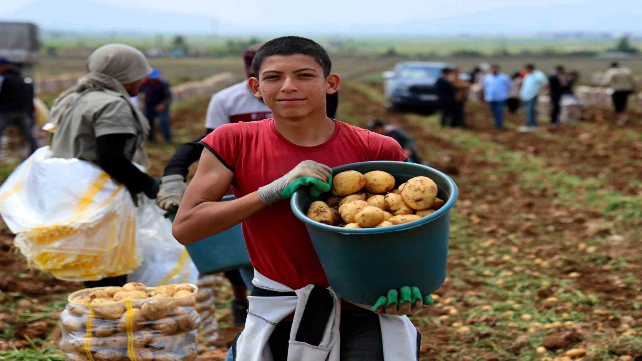 Adanada patates hasadı başladı, tarlada kilogramı 22-24 lira