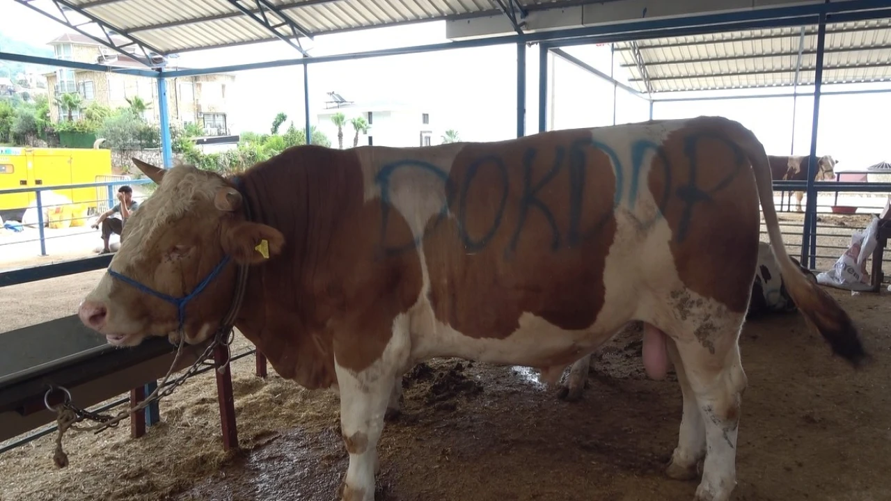 Alanyada kurban satış yerleri doldu