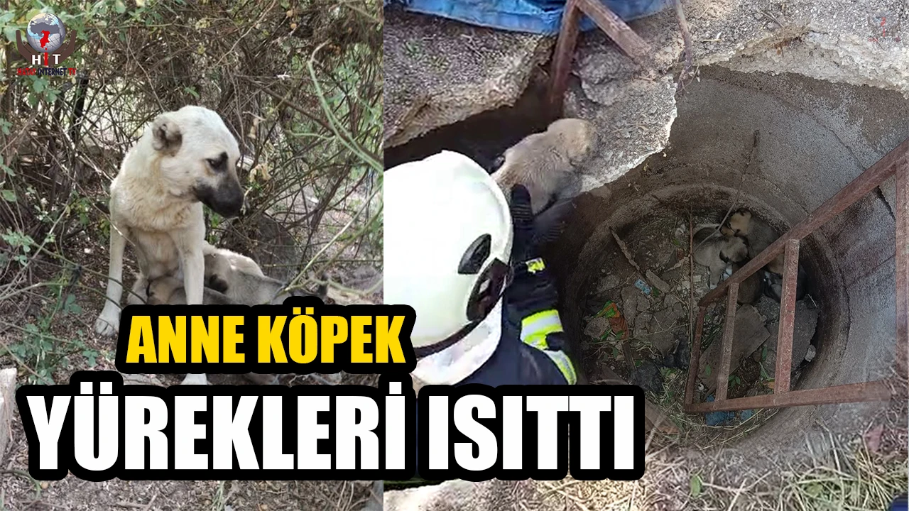 Anne köpeğin kuyuya düşen yavrularına kavuşması yürekleri ısıttı