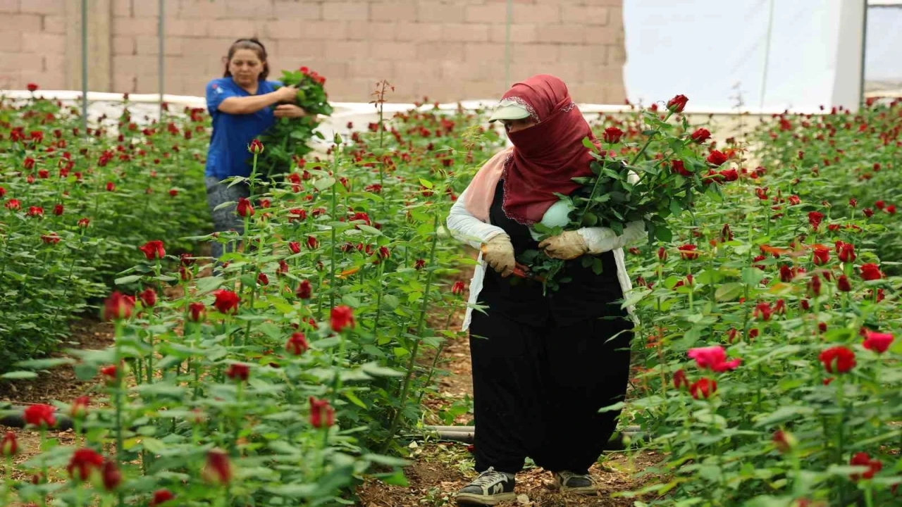 Anneler Günü öncesi gülde dikkat çeken fiyat marjı: Bahçede 5, çiçek sitelerinde 80-100 TL
