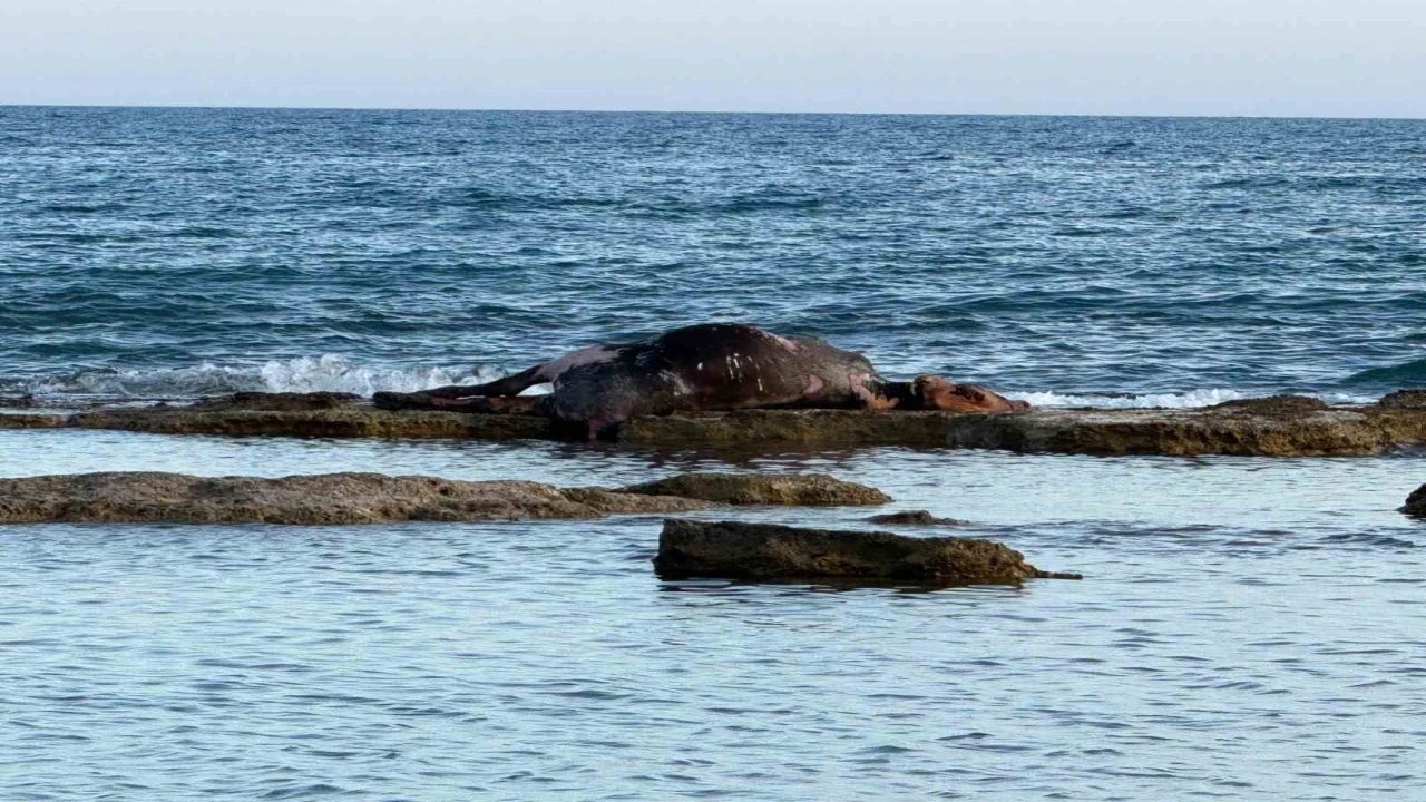 Antalyada denizin ortasında inek leşi görenler gözlerine inanamadı