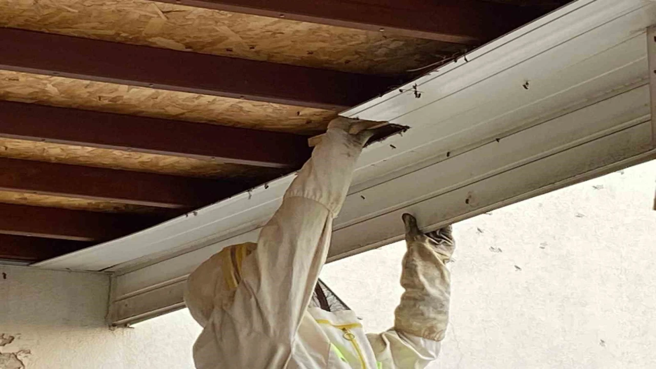 Antalyada hastane bahçesinde oğul veren arılar toplandı