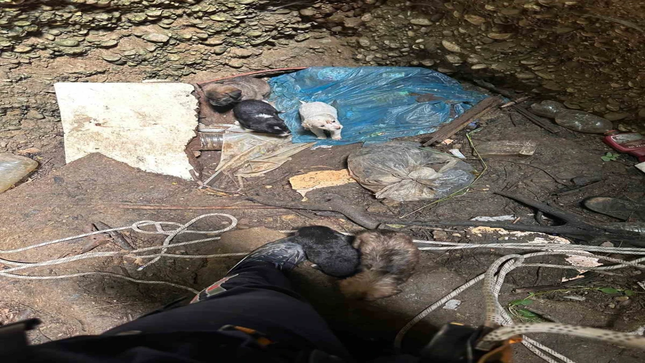 Antalyada kuyuya düşen 7 yavru köpeği itfaiye kurtardı