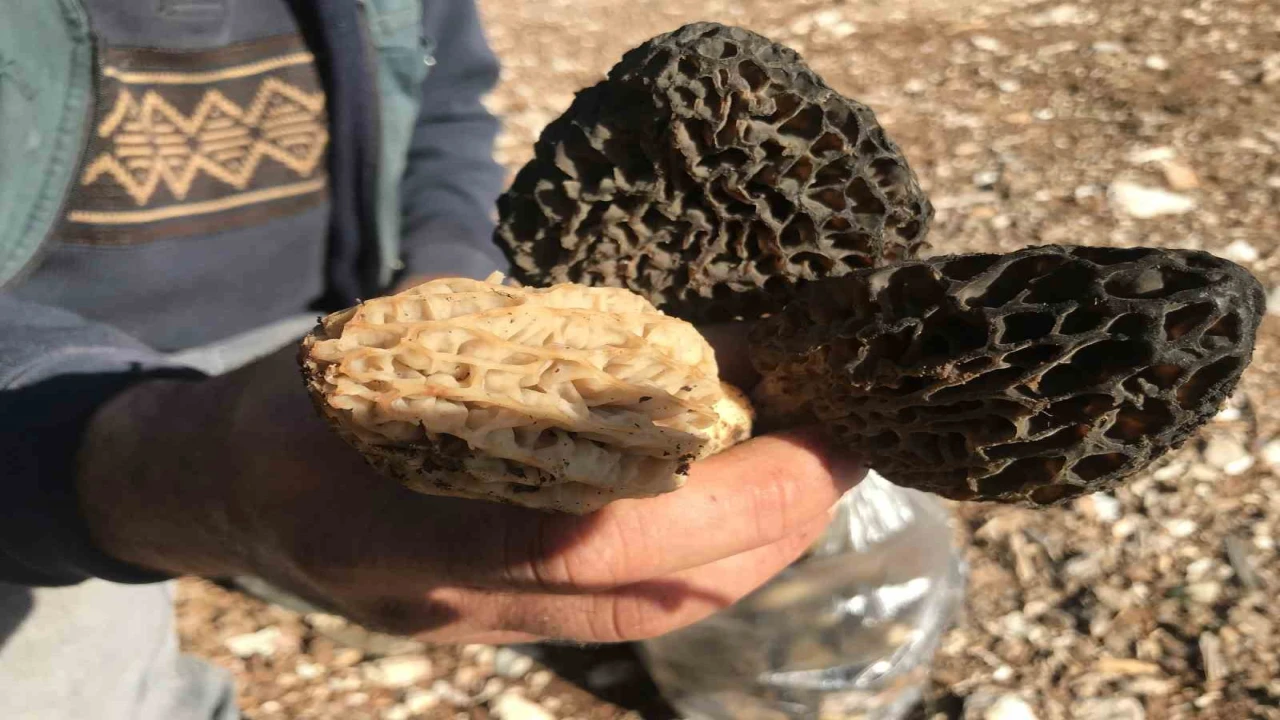 Antalyada kuzugöbeği mantarı sezonu başladı