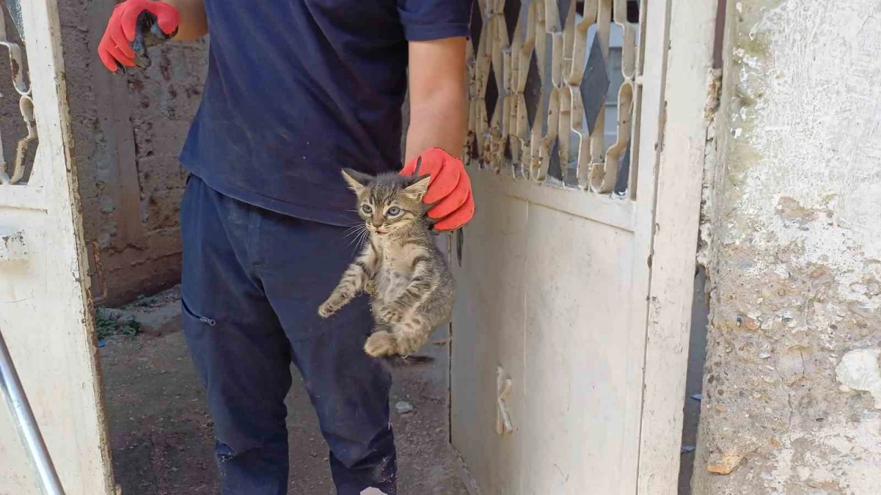 Aracın motoruna sıkışan yavru kedi kurtarıldı