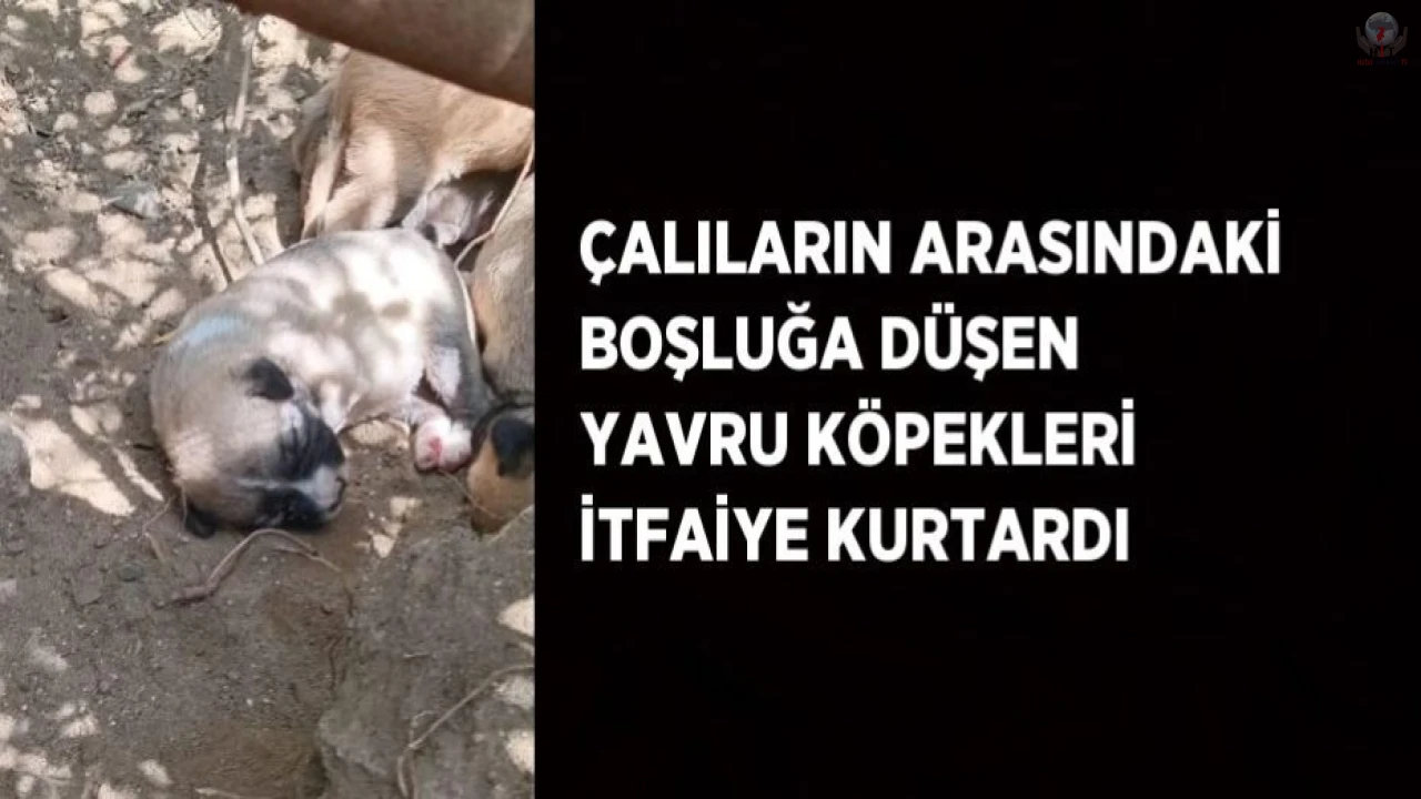 Çalıların arasındaki boşluğa düşen yavru köpekleri itfaiye kurtardı