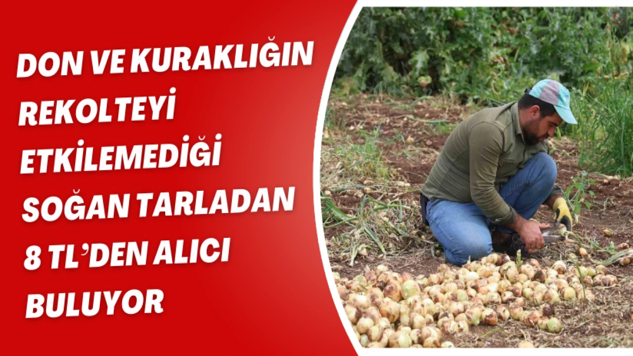 Don ve kuraklığın rekolteyi etkilemediği soğan, tarladan 8 TLden alıcı buluyor