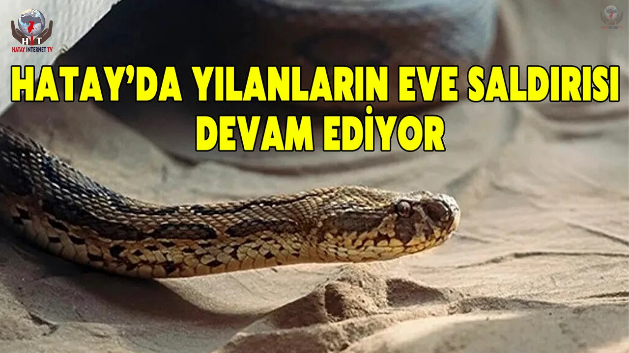 Dörtyolda eve yılan girdi