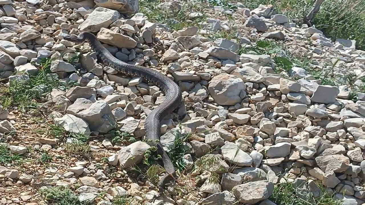 Engerek yılanı Kahramanmaraşta da görüntülendi
