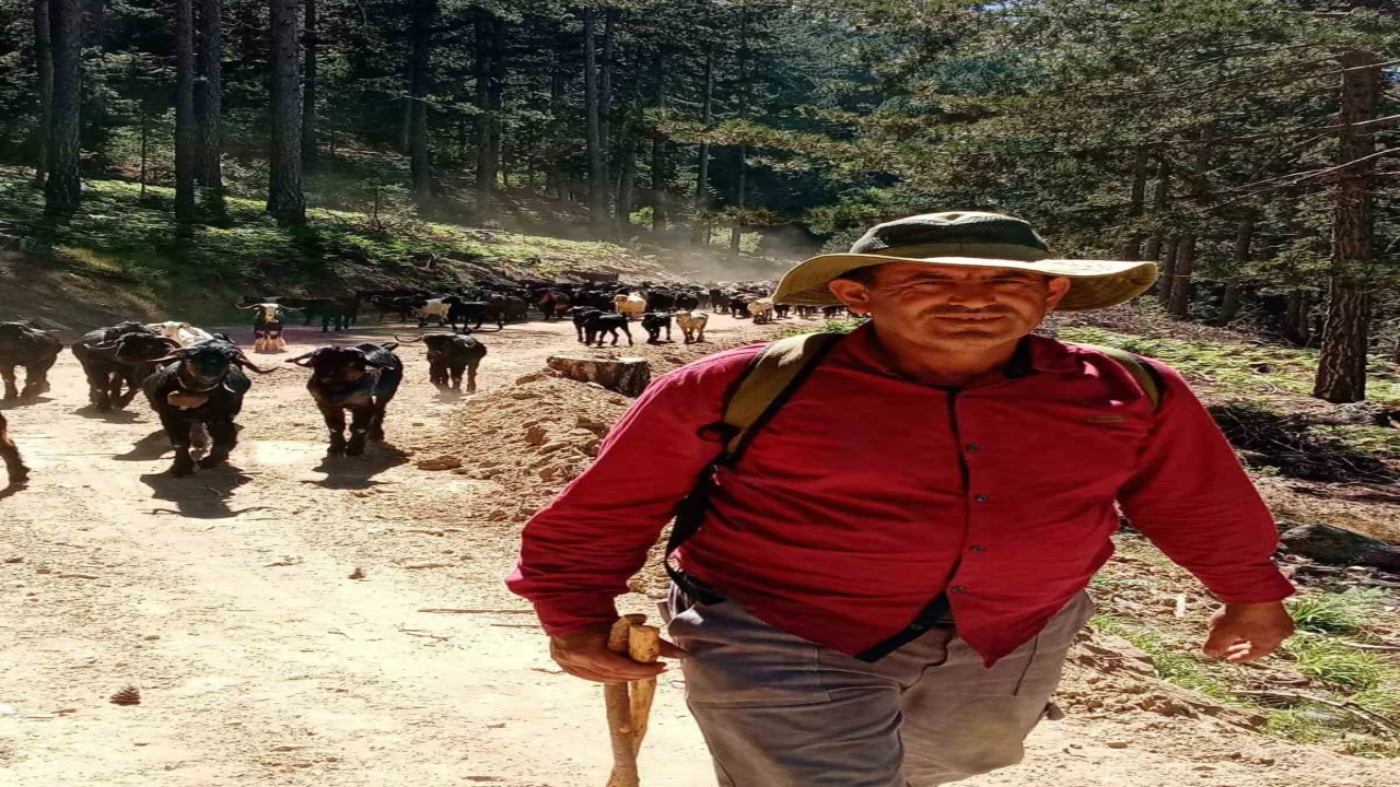 Gazipaşada Yörüklerin 5 aylık yayla mesaisi başladı