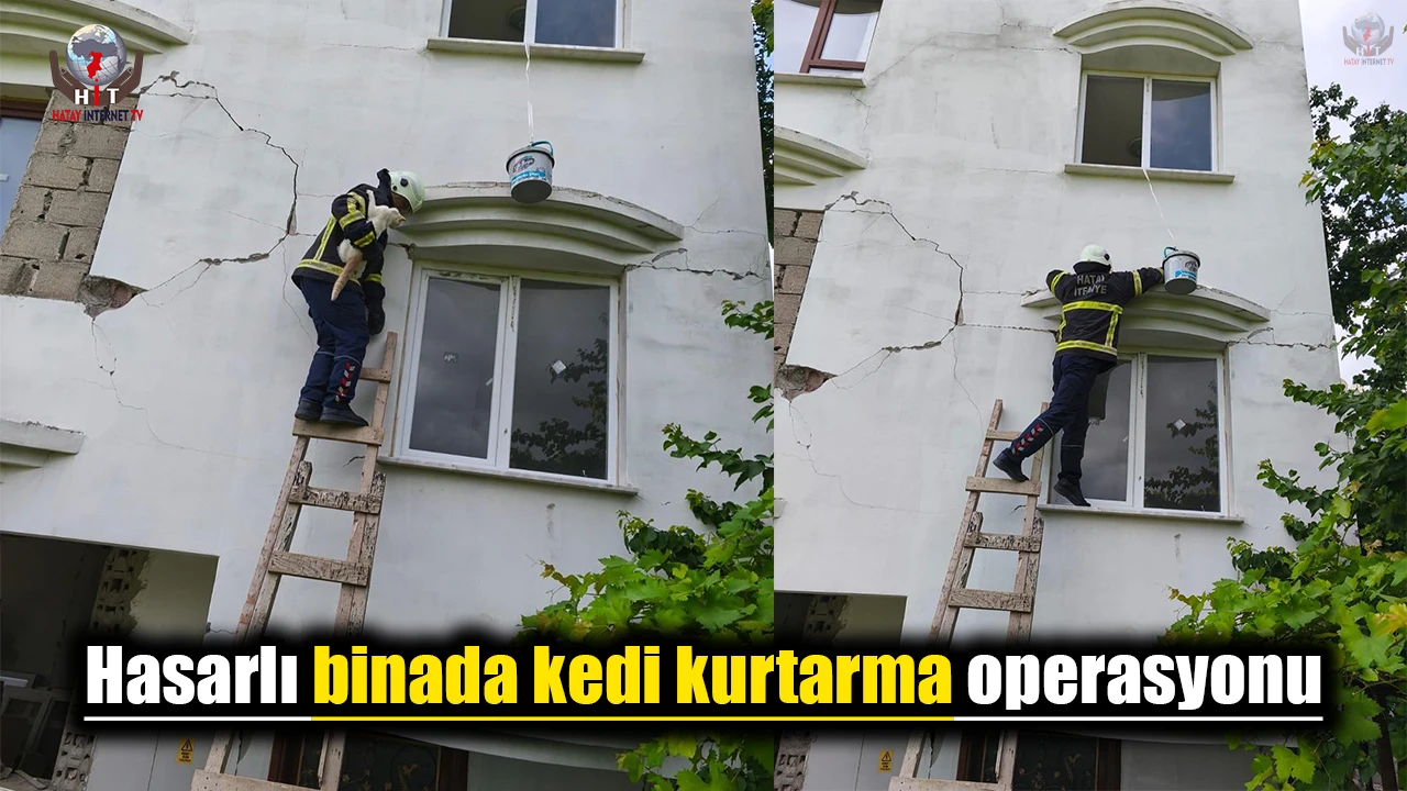 Hasarlı binada kedi kurtarma operasyonu