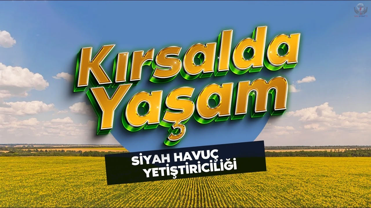 Hatay'da Siyah Havuçta Verim Artışı
