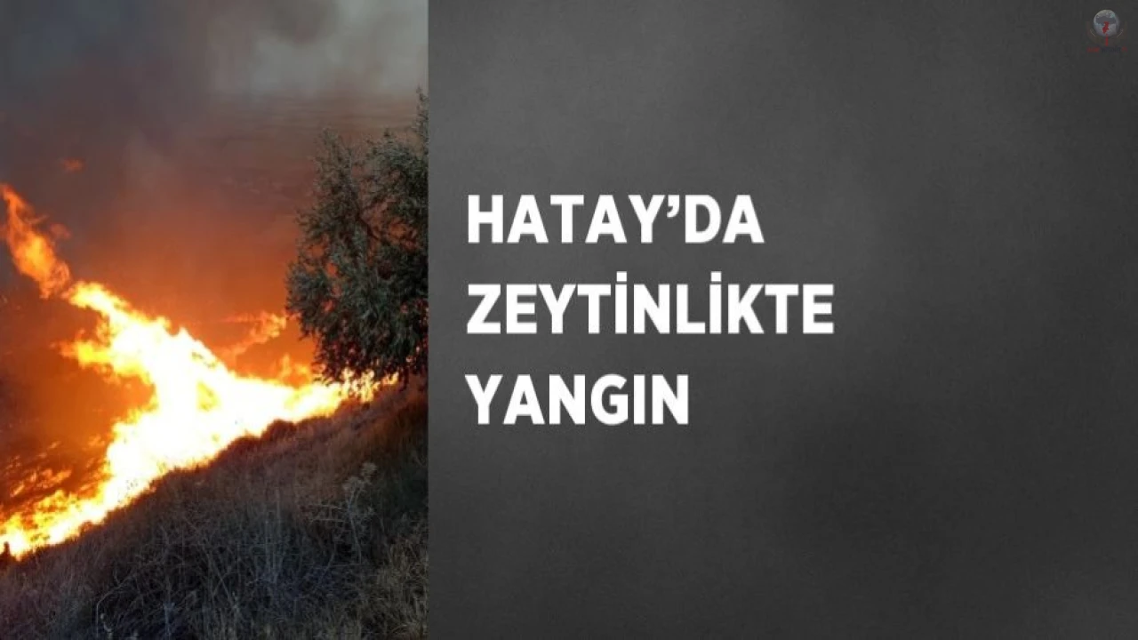 Hatayda zeytinlikte yangın