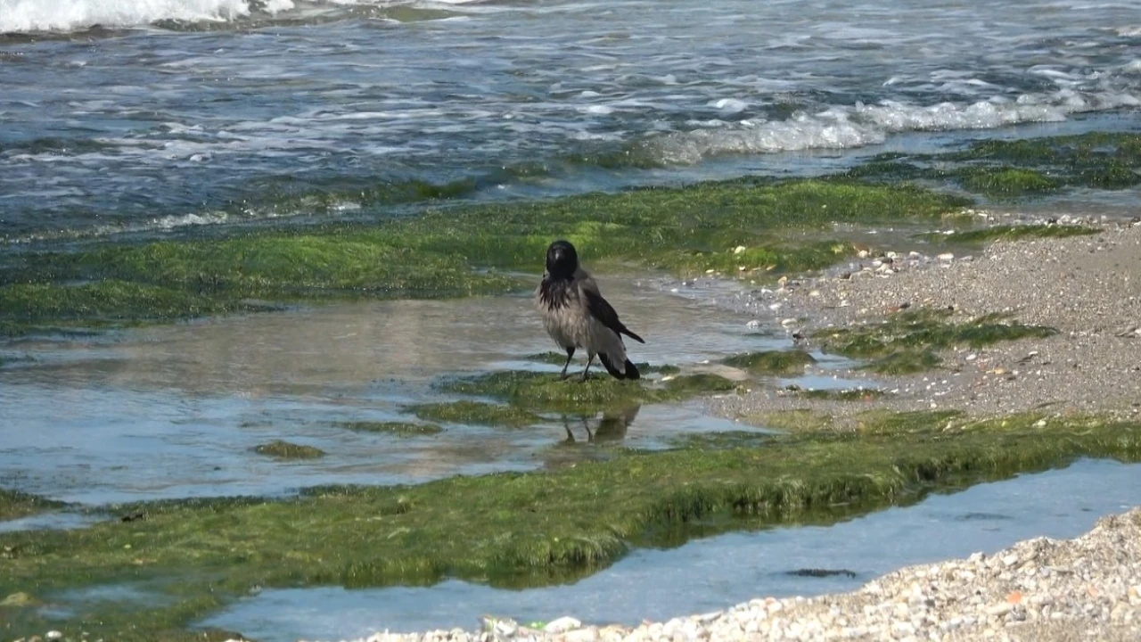 Hırsız karganın balık ziyafeti güldürdü