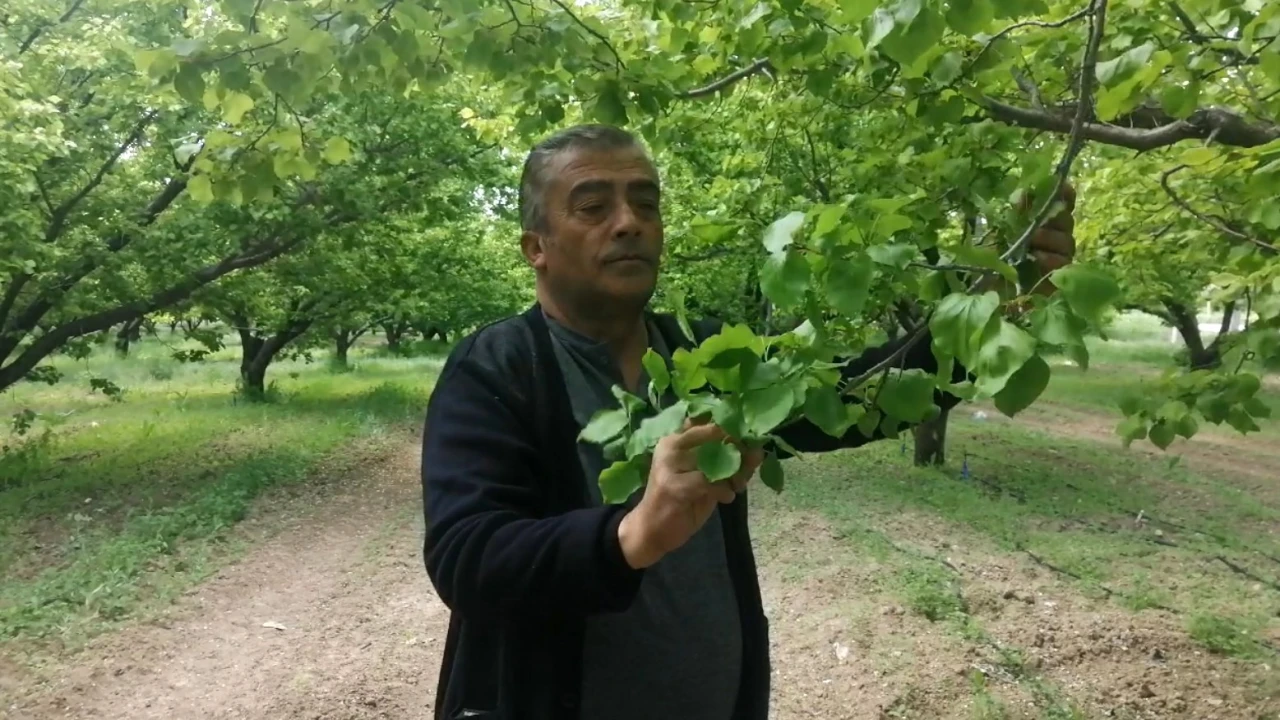 Ispartada don kayısı üreticilerini zarara uğrattı