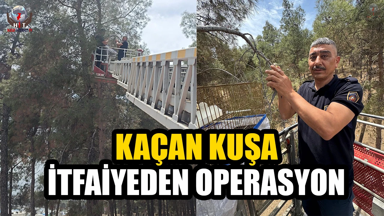 Kafesinden kaçan muhabbet kuşunu itfaiye yakaladı