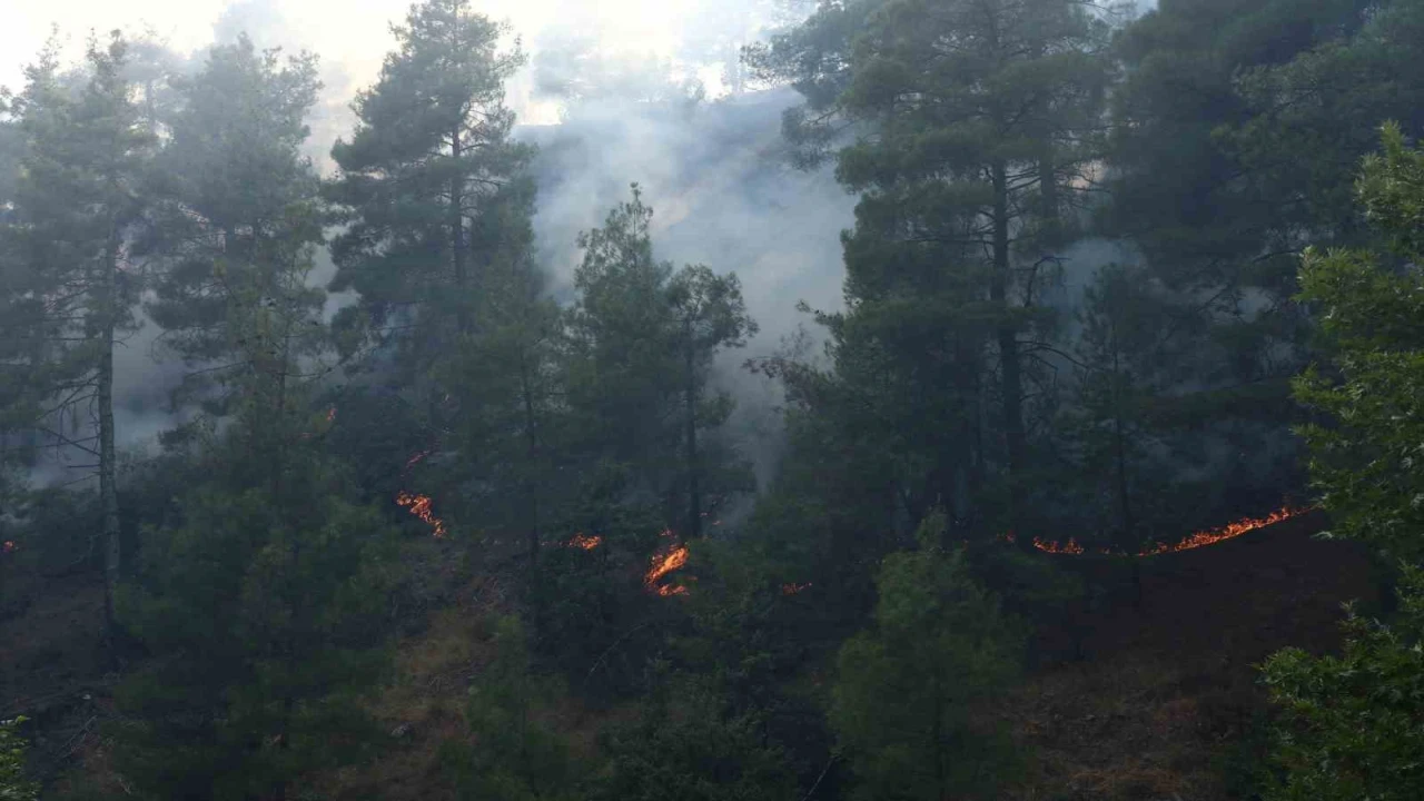 Kahramanmaraşta orman yangını