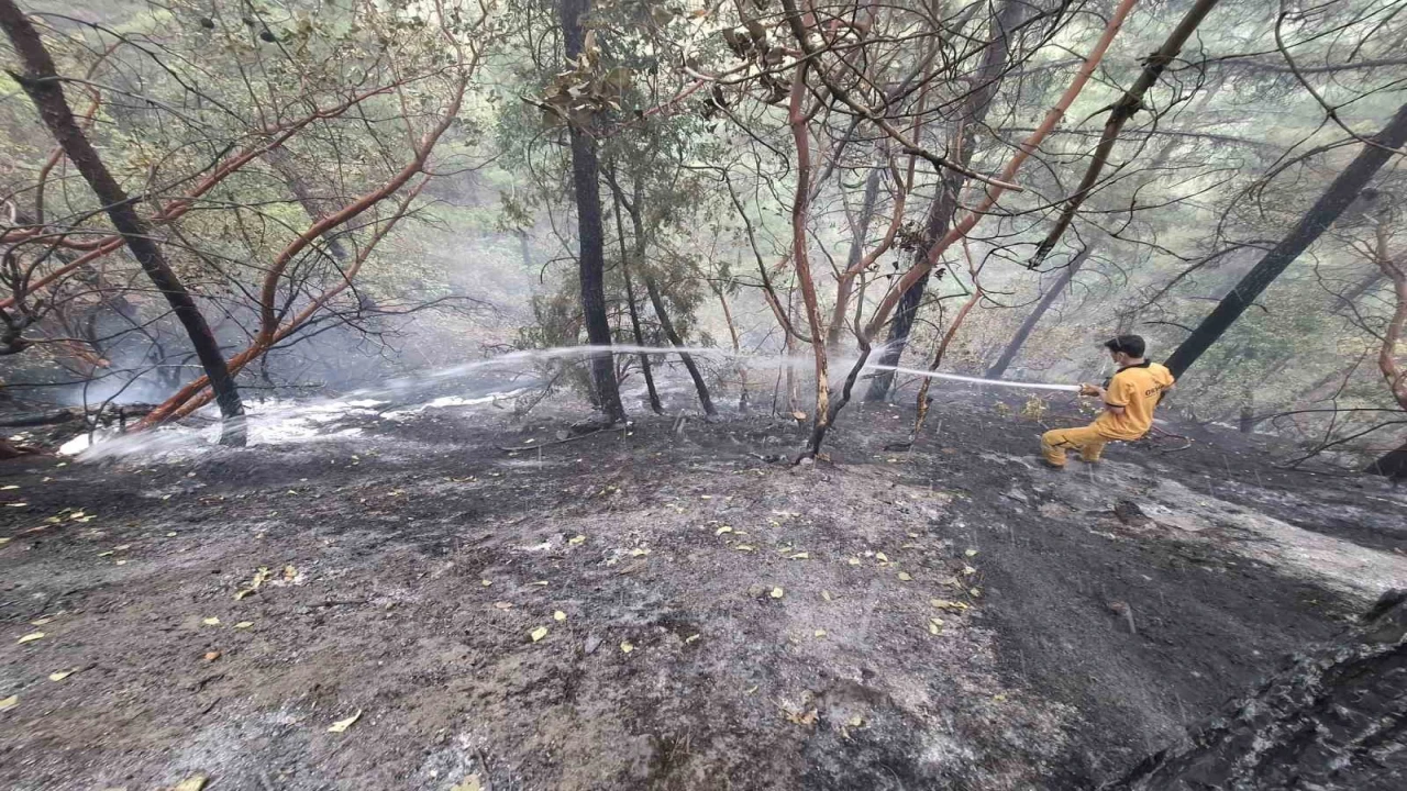 Kahramanmaraştaki orman yangını kontrol altına alındı: 5,5 hektar zarar gördü