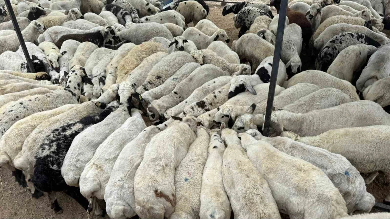 Karnı şiş kurbanlıklara dikkat: Yeme karıştırılan tuz ve sumak koyunları şişkin gösteriyor