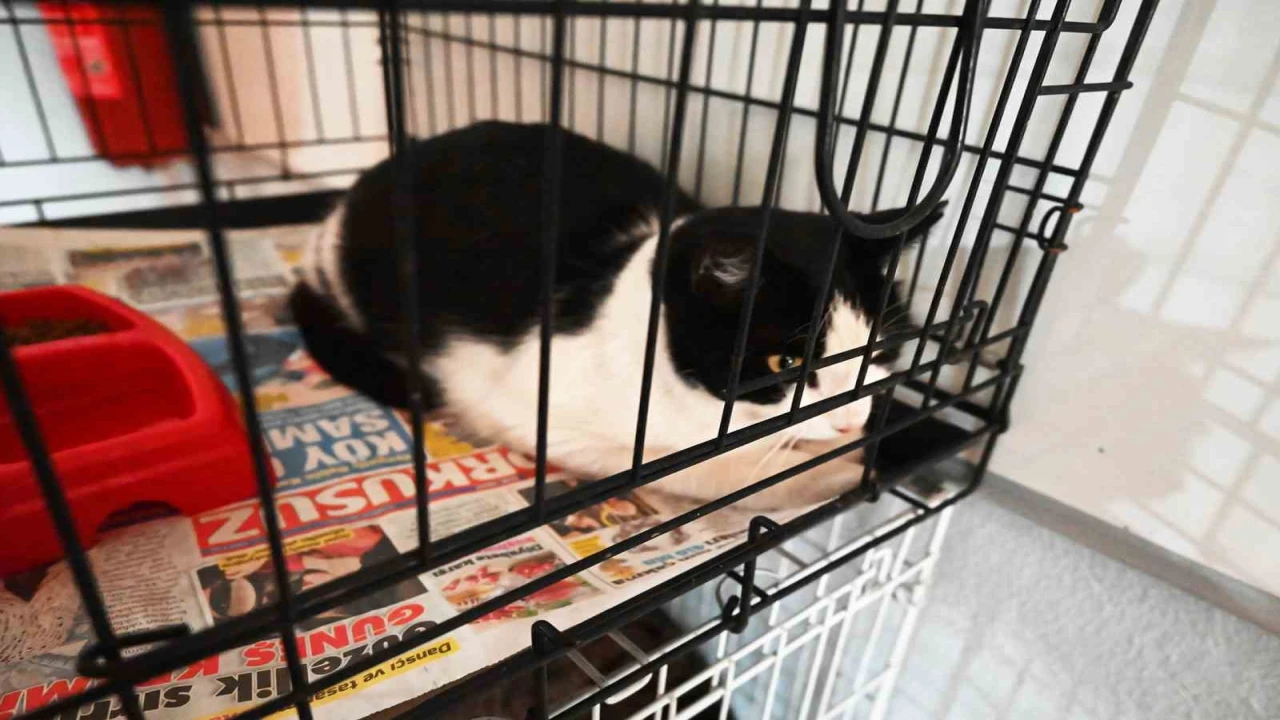 Kemer Barınağında Nisan ayında 210 hayvan kısırlaştırıldı