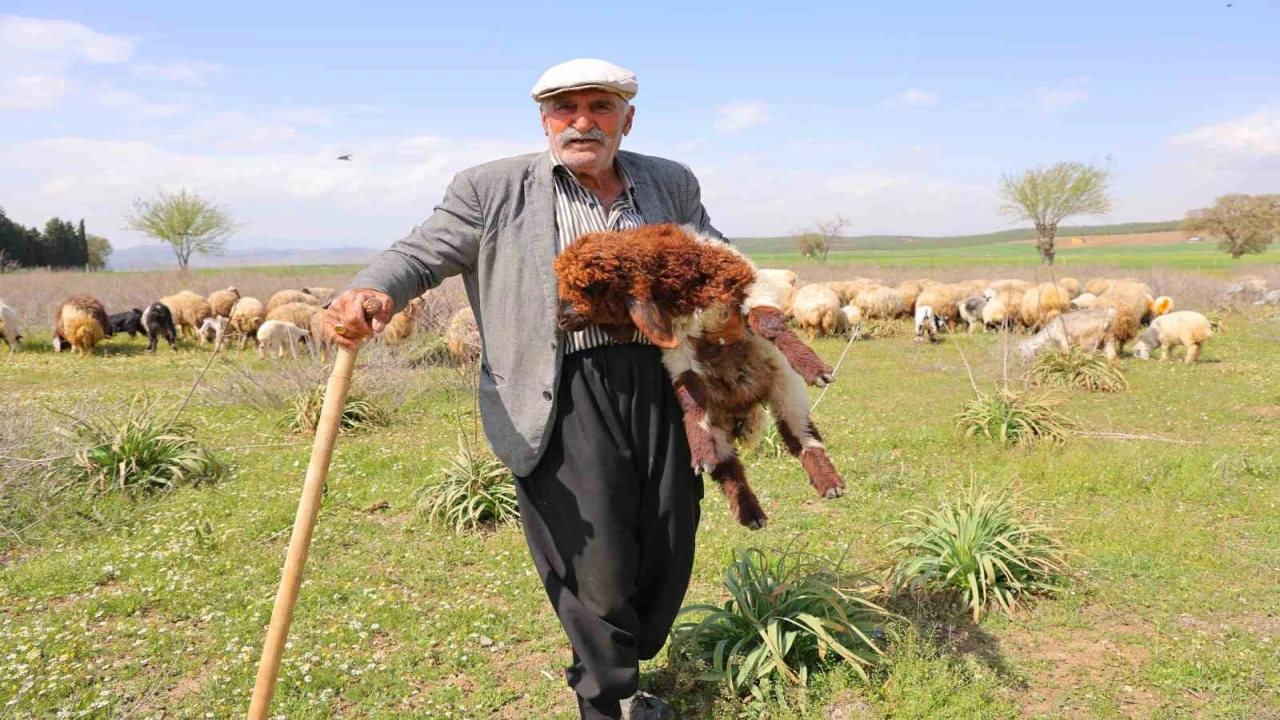 Kendi hayvanlarına çobanlık yapan Hüseyin dede: Hayvancılık el işinden çok güzeldir