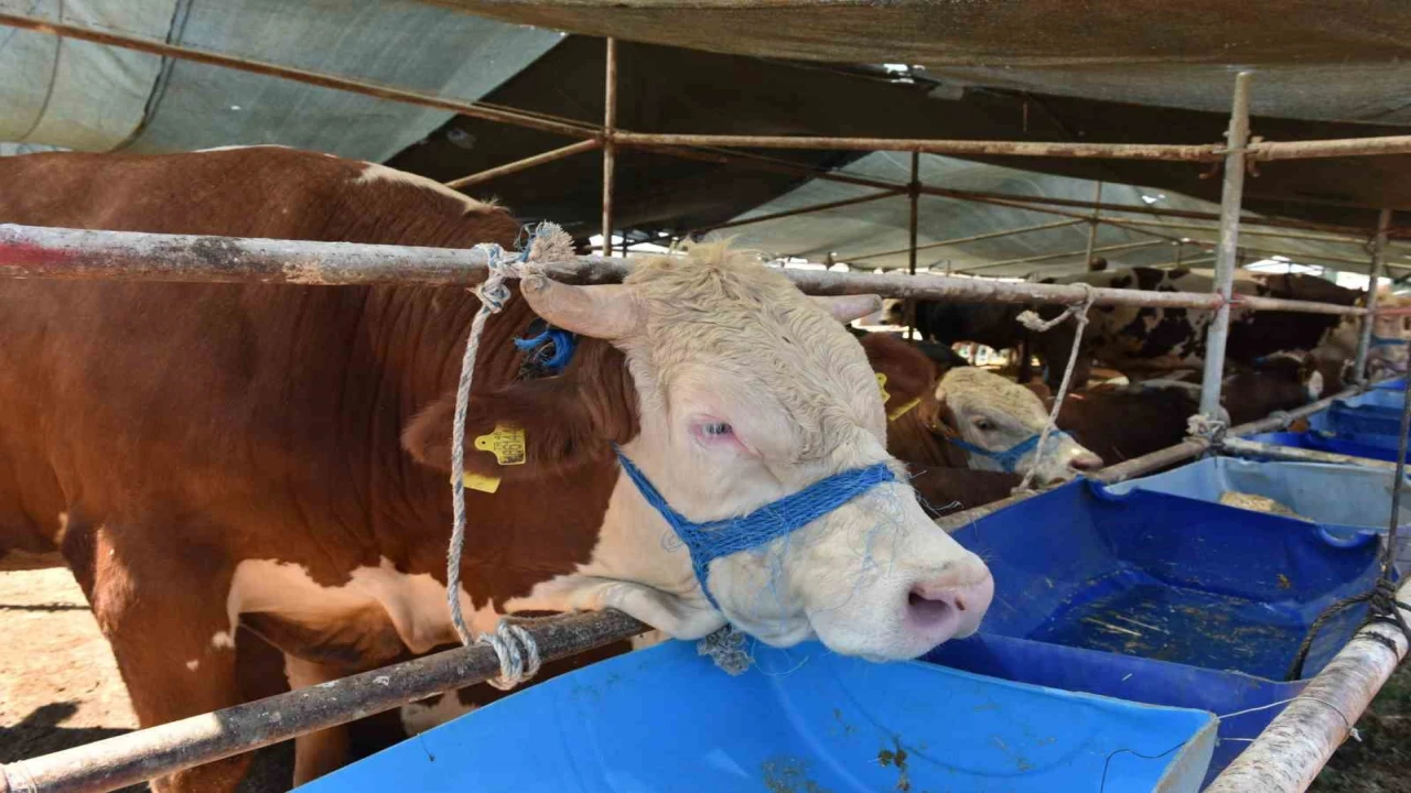 Kepezde 2 noktada canlı hayvan pazarı kuruldu