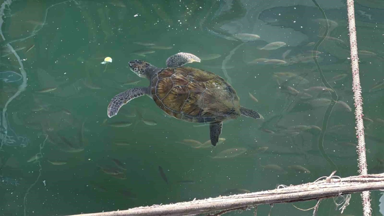 Kolay beslenmeye alışan deniz kaplumbağaları balıkçı barınağını terk etmiyor