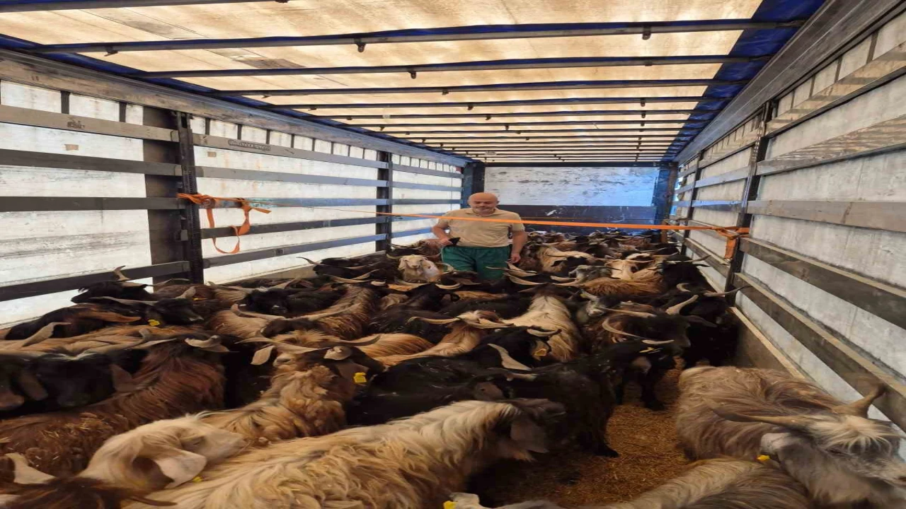 Kurbanlık denetimleri başladı