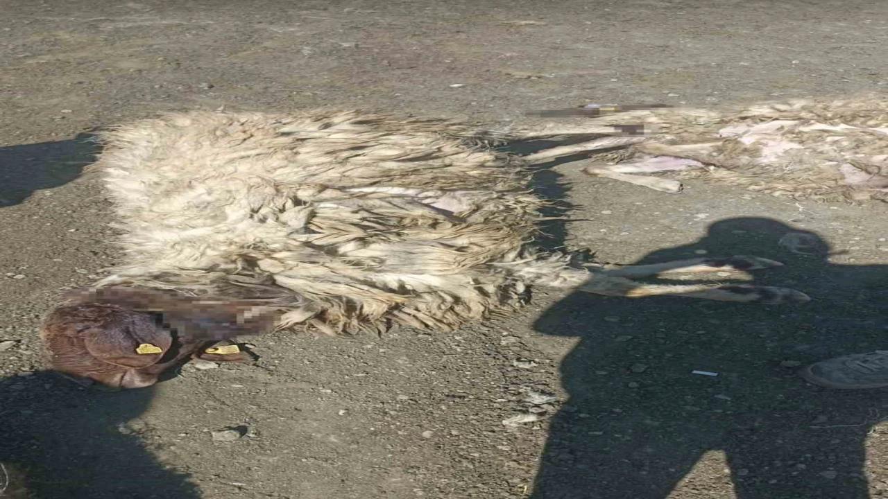 Kurtlar sabaha karşı girdiği ağılda 12 koyunu telef etti 20sini yaraladı