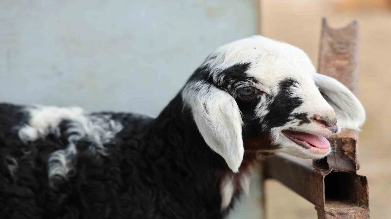 Meraya dökülen zehir 77 koyunu telef etti, onlarca kuzu annesiz kaldı