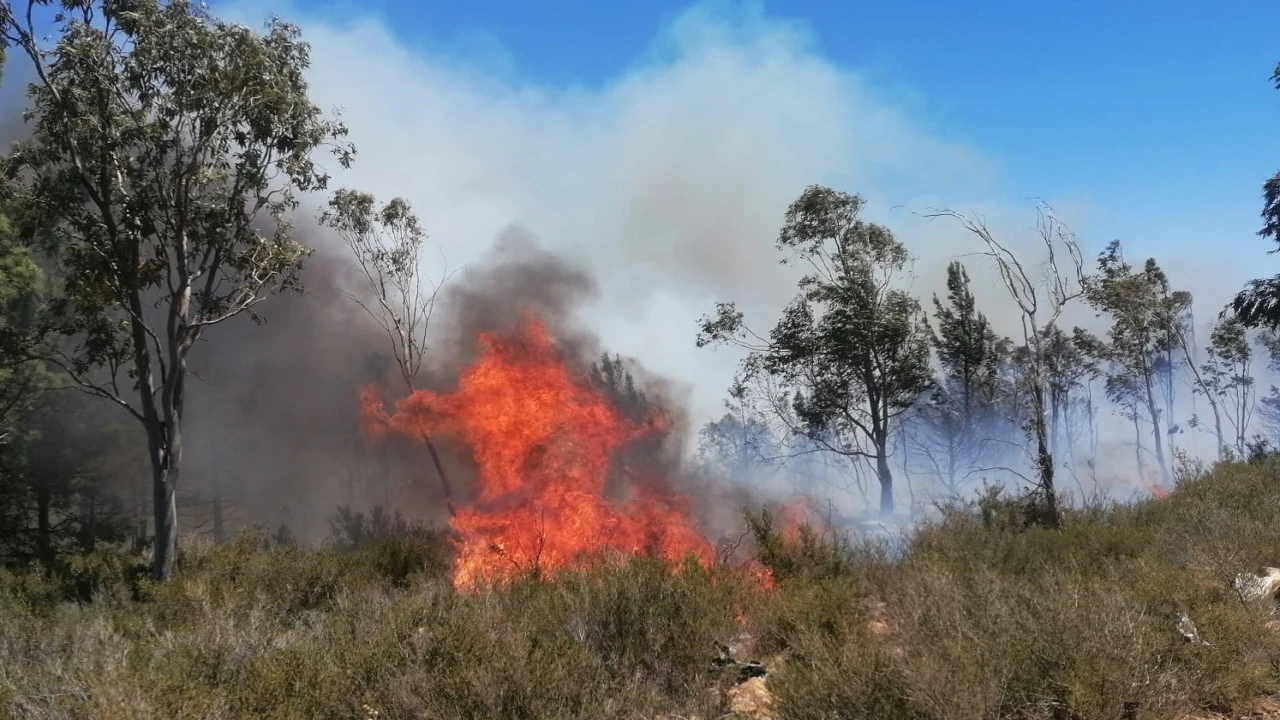 Mersinde çıkan yangınlarda 14 dönüm alan zarar gördü