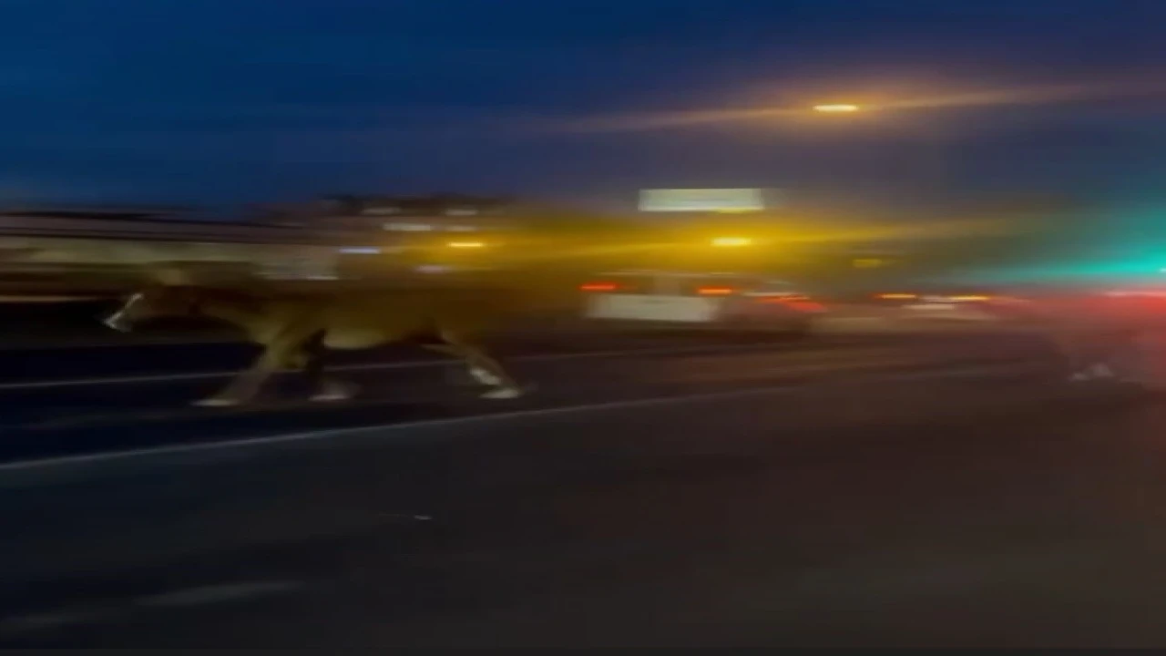 Mersinde karayoluna çıkan atlar trafiği karıştırdı