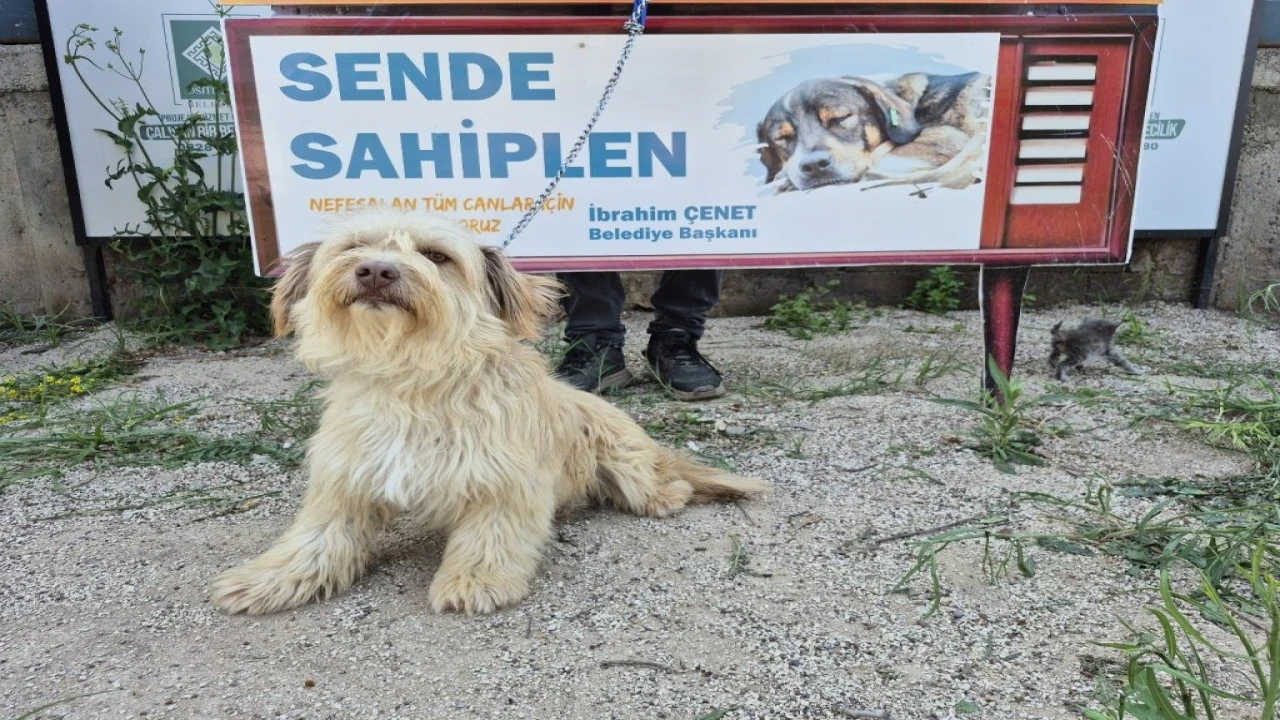Osmaniye Belediyesinden ‘Yuva Arayan Can Dostlarımız Sizi Bekliyor kampanyası