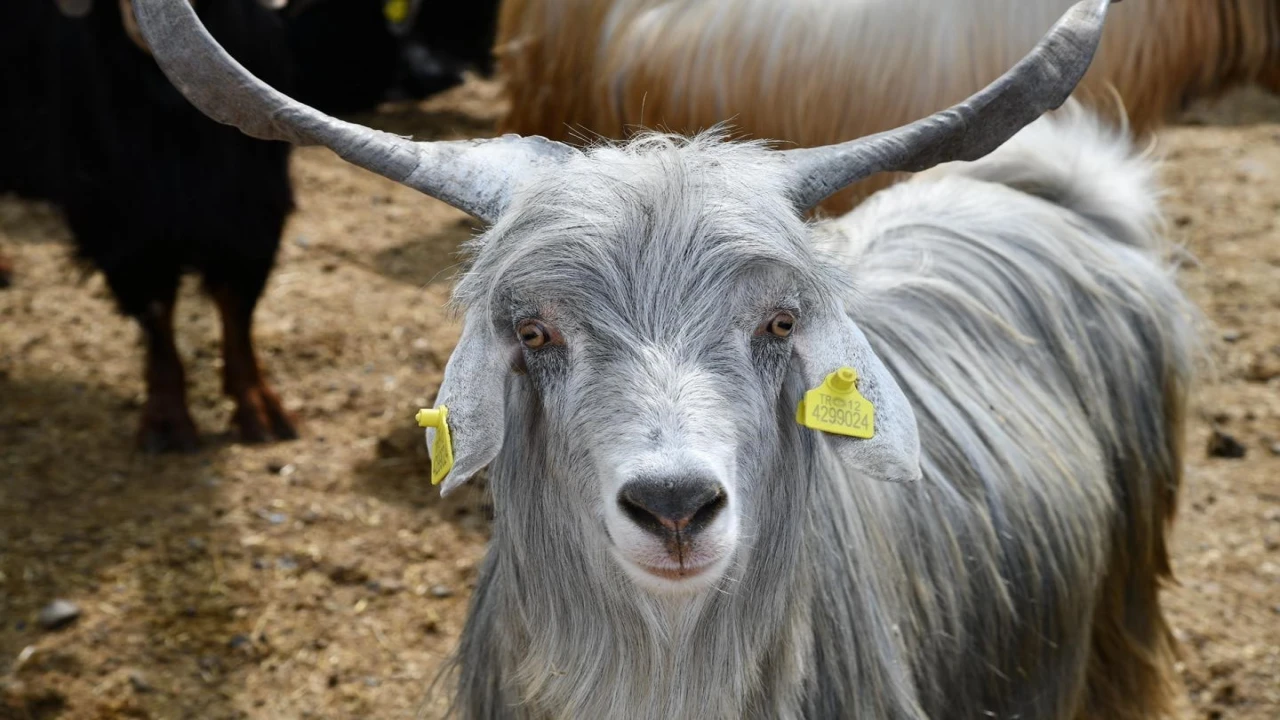 Osmaniyede Kurban Bayramı öncesi hayvan pazarlarına denetim