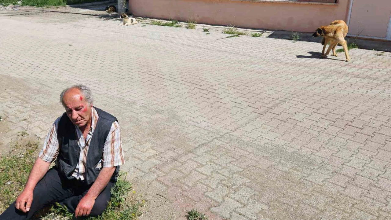 Saldada köpeklerin saldırısına uğrayan yaşlı adam yaralandı
