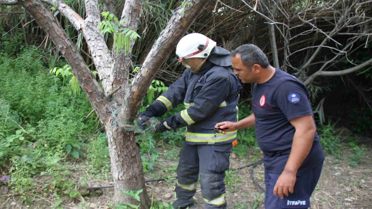 Serikte ağlara dolanan yılanı itfaiye kurtardı