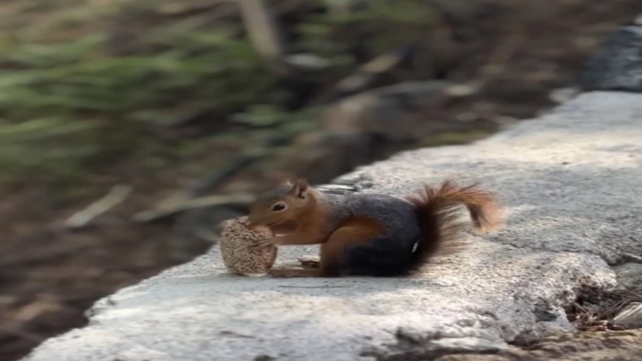 Sincabın bayram kömbesi yemesi gülümsetti