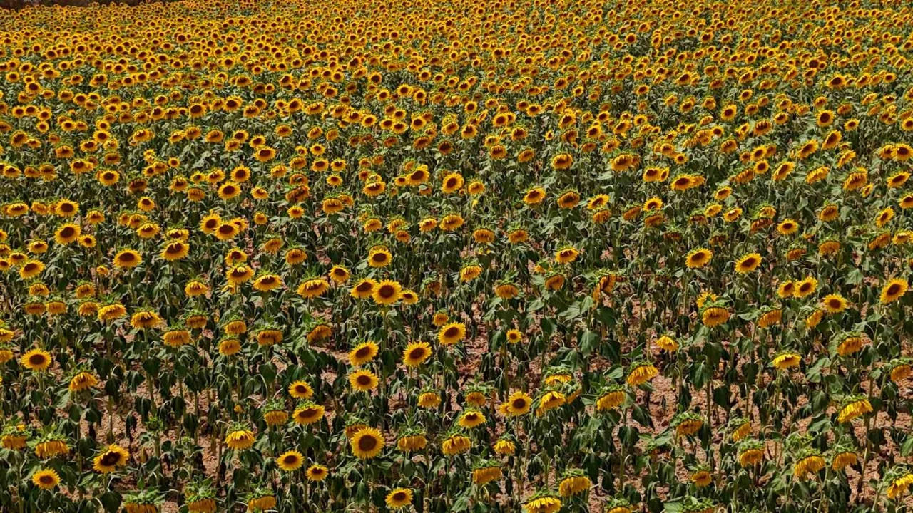 Tarlalarda görsel şölen: Ayçiçekleri tarlaları sarıya boyadı