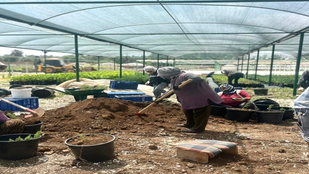 Tarsusta klonal okaliptus fidanı üretimi