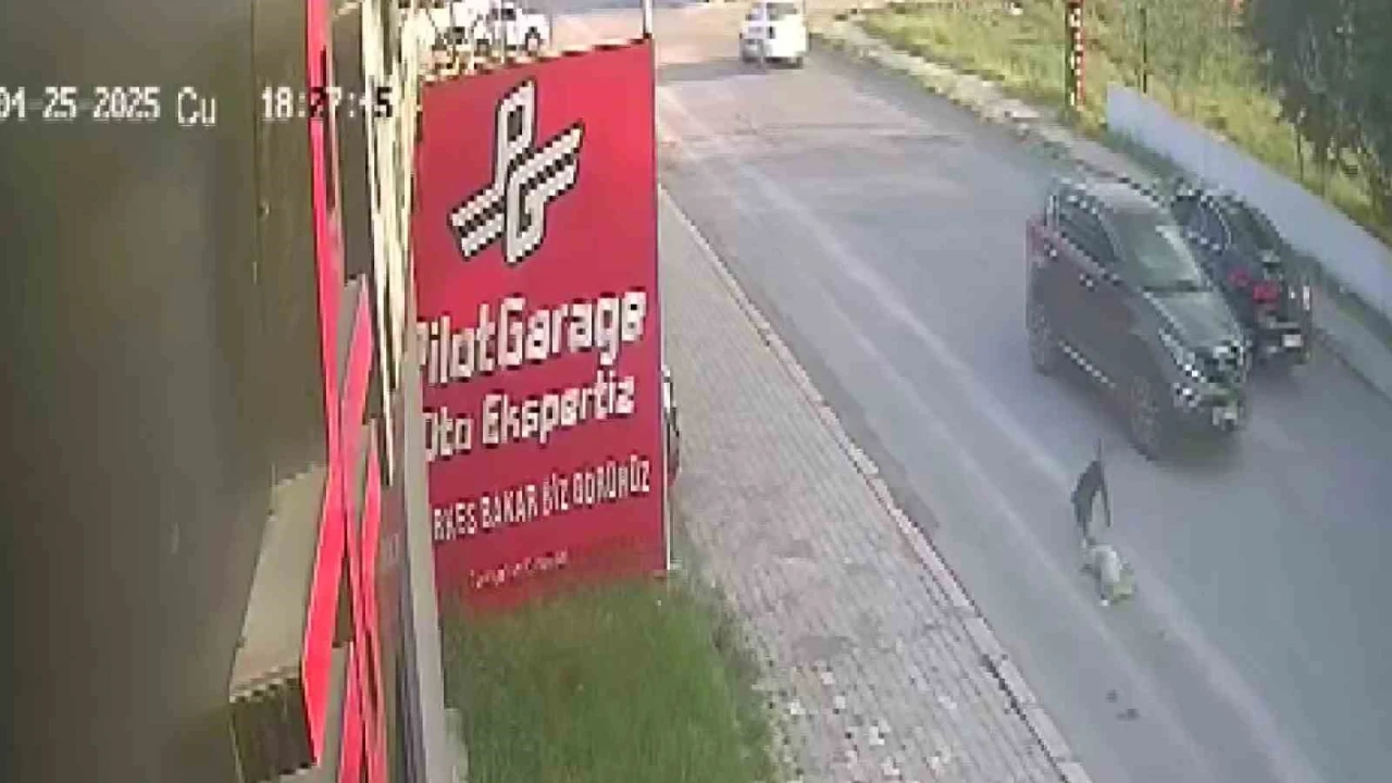 Telef olan köpeğin başında yürek burkan çaresizlik