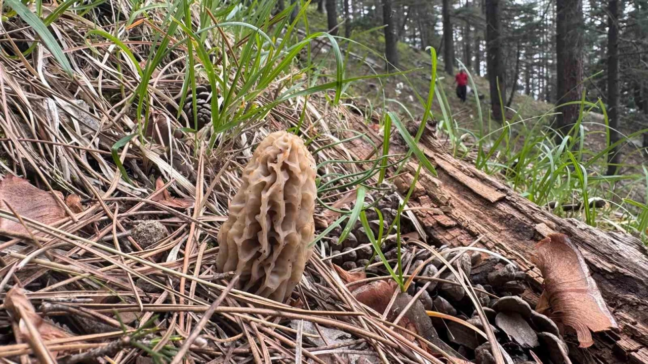 Toplaması bir tutku: Torosların bereketi Kuzugöbeği mantarı