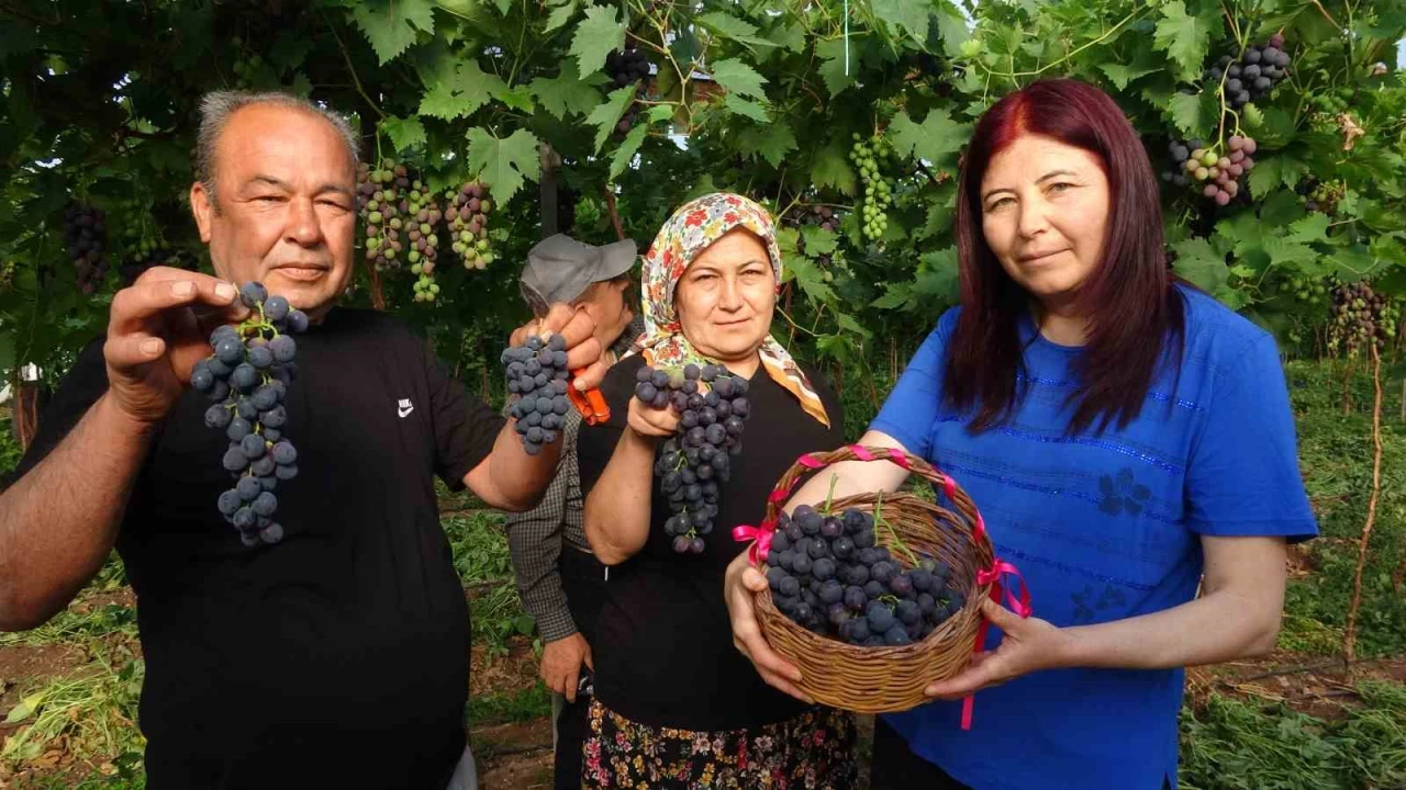 Turfanda Siyah İnci hasadı başladı